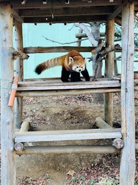 千葉市動物公園に投稿された画像（2026/1/26）