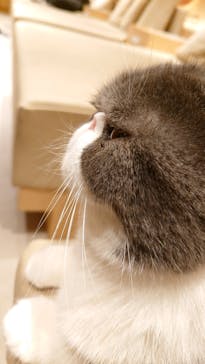 猫カフェモカ 梅田店に投稿された画像（2026/1/26）