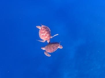 calm石垣島に投稿された画像（2026/1/26）