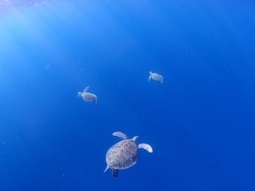 calm石垣島に投稿された画像（2026/1/26）