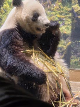 恩賜上野動物園に投稿された画像（2026/1/26）