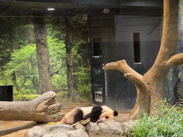 恩賜上野動物園に投稿された画像（2026/1/26）