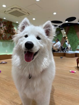 いぬカフェRio 新宿店に投稿された画像（2026/1/26）