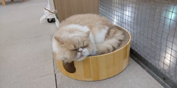 Moff アニマル カフェ イーアス 高尾店に投稿された画像（2026/1/26）