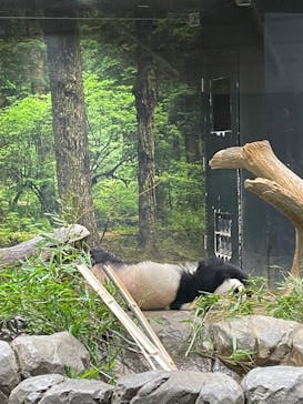 恩賜上野動物園に投稿された画像（2026/1/26）