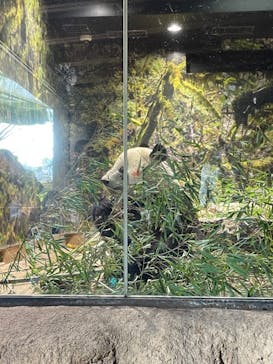 恩賜上野動物園に投稿された画像（2026/1/26）