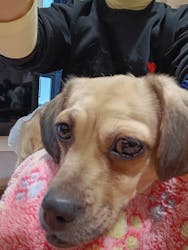 ぶさかわcafe 京都河原町店に投稿された画像（2026/1/26）