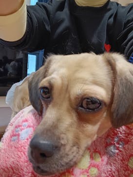 ぶさかわcafe 京都河原町店に投稿された画像（2026/1/26）