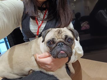 ぶさかわcafe 京都河原町店に投稿された画像（2026/1/26）