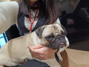 ぶさかわcafe 京都河原町店に投稿された画像（2026/1/26）