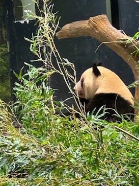 恩賜上野動物園に投稿された画像（2026/1/26）