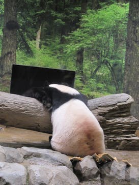 恩賜上野動物園に投稿された画像（2026/1/26）