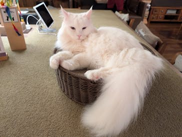 猫カフェモカ　池袋東口店に投稿された画像（2026/1/27）