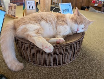 猫カフェモカ　池袋東口店に投稿された画像（2026/1/27）