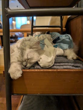 猫カフェモカ　池袋東口店に投稿された画像（2026/1/27）