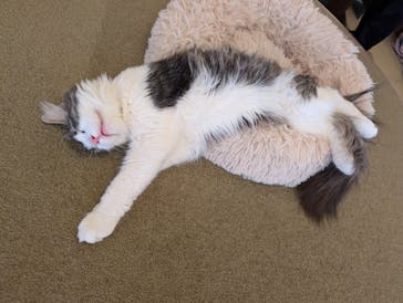 猫カフェモカ　池袋東口店に投稿された画像（2026/1/27）