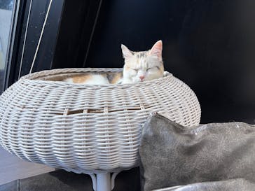 猫カフェモカ　渋谷センター街店に投稿された画像（2026/1/27）