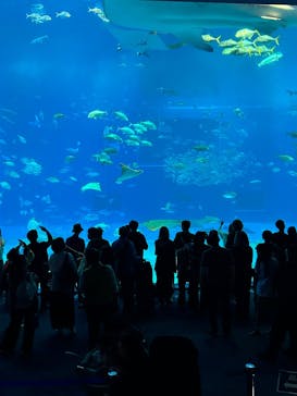 沖縄美ら海水族館に投稿された画像（2026/1/27）