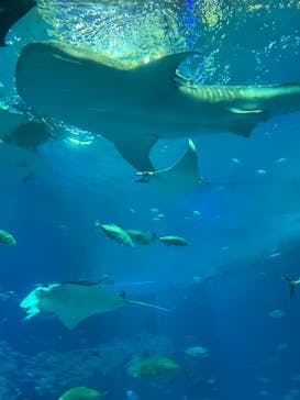 沖縄美ら海水族館に投稿された画像（2026/1/27）