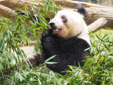 恩賜上野動物園に投稿された画像（2026/1/27）