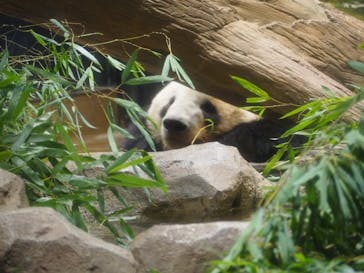 恩賜上野動物園に投稿された画像（2026/1/27）