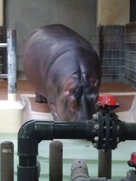 恩賜上野動物園に投稿された画像（2026/1/27）