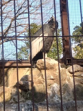 恩賜上野動物園に投稿された画像（2026/1/27）