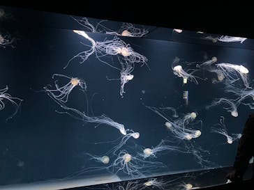 サンシャイン水族館に投稿された画像（2026/1/27）