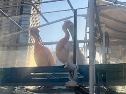 サンシャイン水族館に投稿された画像（2026/1/27）