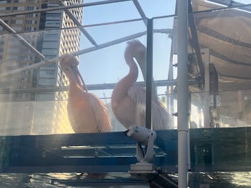 サンシャイン水族館に投稿された画像（2026/1/27）