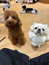 いぬカフェRio 新宿店に投稿された画像（2026/1/27）