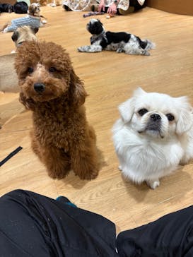 いぬカフェRio 新宿店に投稿された画像（2026/1/27）