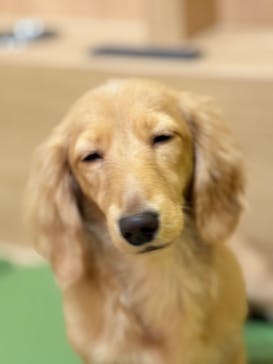 いぬカフェRio 浅草店に投稿された画像（2026/1/27）