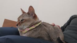 Cat Café MOFF 水戸オーパ店に投稿された画像（2026/1/27）