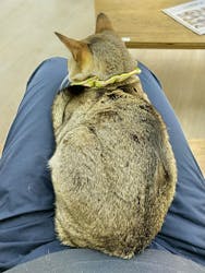 Cat Café MOFF 水戸オーパ店に投稿された画像（2026/1/27）