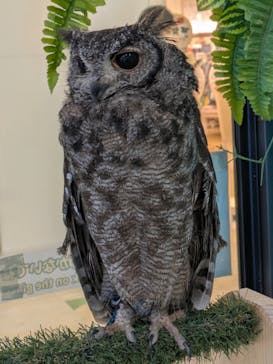 アニタッチアクアシティお台場に投稿された画像（2026/1/27）