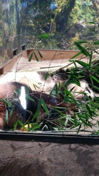 恩賜上野動物園に投稿された画像（2026/1/27）