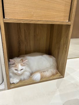 Cat Café MOFF イオンモール木曽川店に投稿された画像（2026/1/27）