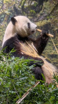 恩賜上野動物園に投稿された画像（2026/1/28）
