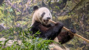 恩賜上野動物園に投稿された画像（2026/1/28）