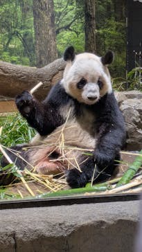 恩賜上野動物園に投稿された画像（2026/1/28）