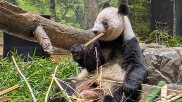 恩賜上野動物園に投稿された画像（2026/1/28）