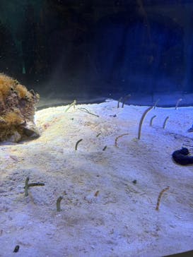 名古屋港水族館に投稿された画像（2026/1/28）