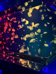 名古屋港水族館に投稿された画像（2026/1/28）