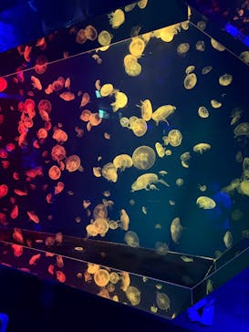 名古屋港水族館に投稿された画像（2026/1/28）