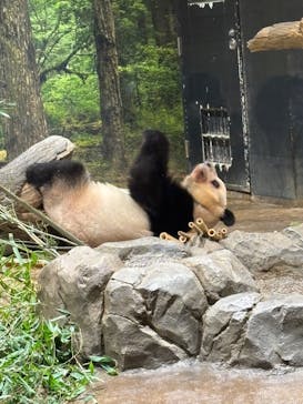 恩賜上野動物園に投稿された画像（2026/1/28）