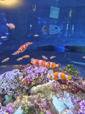 大分マリーンパレス水族館 「うみたまご」に投稿された画像（2026/1/28）