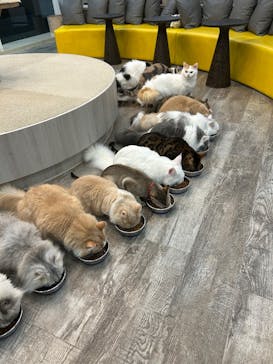 猫カフェモカ 京都河原町店に投稿された画像（2026/1/28）