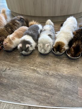 猫カフェモカ 京都河原町店に投稿された画像（2026/1/28）