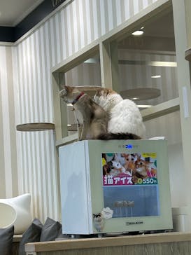 猫カフェモカ 京都河原町店に投稿された画像（2026/1/28）